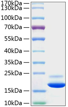 Recombinant Mouse TNF-alpha Protein