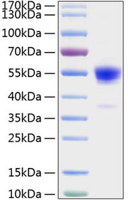 Recombinant Rat IFN-gamma Protein