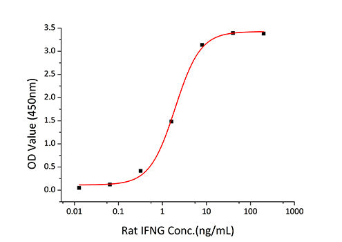 Recombinant Rat IFN-gamma Protein