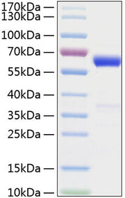 Recombinant Mouse IFN-beta Protein