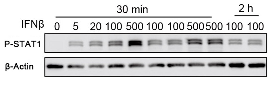 Recombinant Mouse IFN-beta Protein