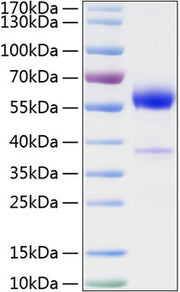 Recombinant Mouse Placenta growth factor/PlGF/PGF Protein
