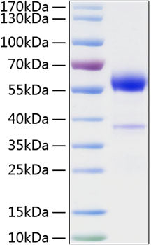 Recombinant Mouse Placenta growth factor/PlGF/PGF Protein