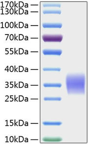 Recombinant Human Activin RIIA/ACVR2A Protein