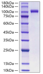 Recombinant Human MPO Protein