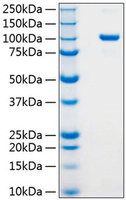 Recombinant Human Argonaute-2/AGO2 Protein