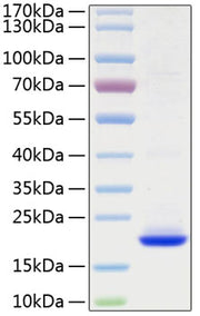 Recombinant Human FGF-10 Protein