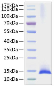 Recombinant Mouse IL-17F Protein