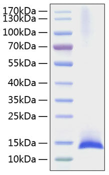 Recombinant Mouse IL-17F Protein