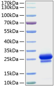 Recombinant Human VEGF-A/VEGF165 Protein
