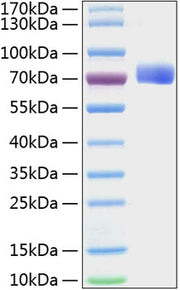 Recombinant Mouse EphB2 Protein