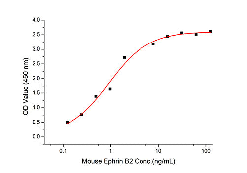 Recombinant Mouse EphB2 Protein