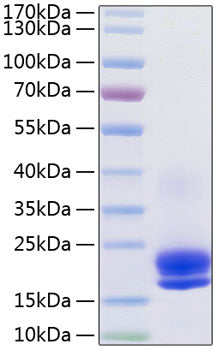Recombinant Human VEGF-A/VEGF121 Protein