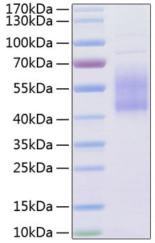 Recombinant Human B7-H2/ICOSLG/CD275 Protein