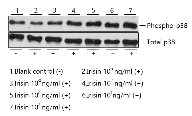 Recombinant Human/Mouse/Rat Irisin/FNDC5 Protein