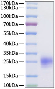 Recombinant Human TSLP(R127A,R130A) Protein