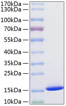 Recombinant Human Cystatin-SA/CST2 Protein