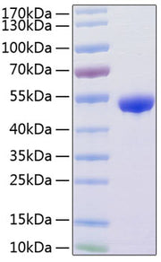 Recombinant Human Renin/REN Protein