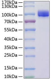 Recombinant Mouse VCAM-1/CD106 Protein