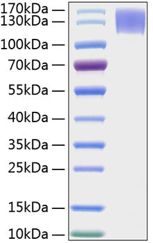 Recombinant Human MERTK Protein