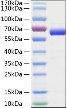 Recombinant Human Siglec-15/CD33L3 Protein