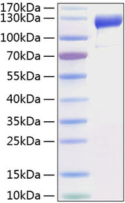 Recombinant Human VEGFR-1/FLT-1 Protein