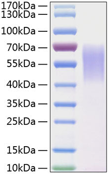 Recombinant Human LYPD3 Protein