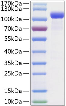 Recombinant Mouse EphB2 Protein