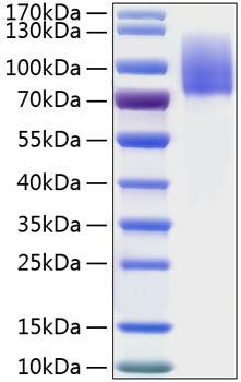 Recombinant Human MERTK Protein