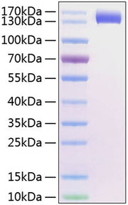 Recombinant Human Siglec-2/CD22 Protein