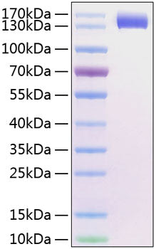 Recombinant Human Siglec-2/CD22 Protein