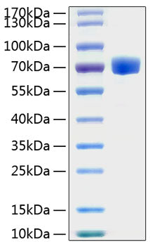 Recombinant Human EphA7/EHK-3 Protein