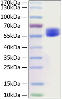 Recombinant Mouse CD28 Protein