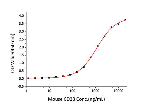 Recombinant Mouse CD28 Protein