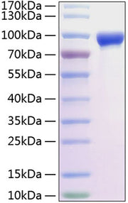 Recombinant Rat MMP-9 Protein