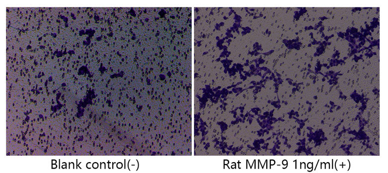 Recombinant Rat MMP-9 Protein