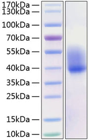 Recombinant Mouse CSF-1/M-CSF Protein