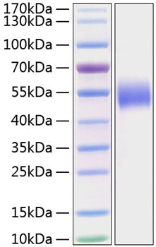 Recombinant Human Nectin-1/PVRL1/CD111 Protein