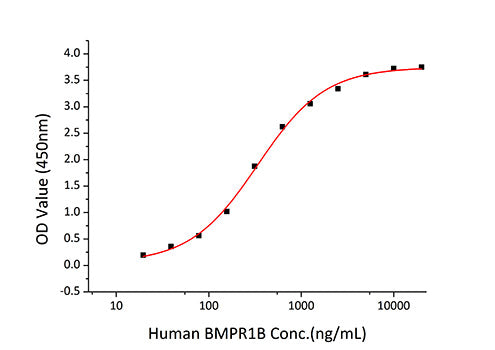 Recombinant Human BMPR-1B/ALK-6/CDw293 Protein