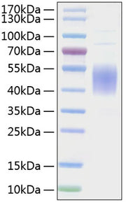 Recombinant Mouse B7-1/CD80 Protein