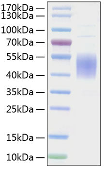 Recombinant Mouse B7-1/CD80 Protein