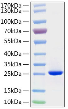 Recombinant Human FGF-19 Protein