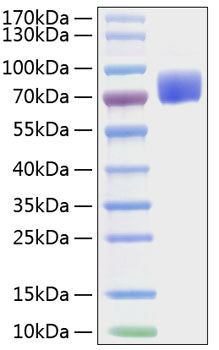 Recombinant Mouse B7-1/CD80 Protein