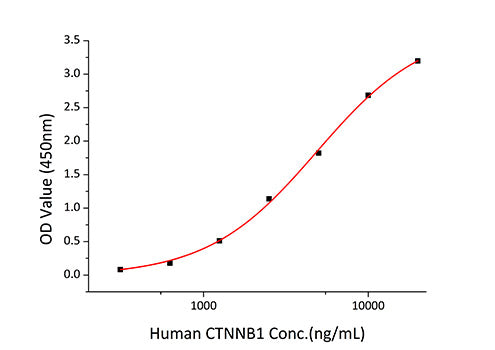 Recombinant Human Catenin beta-1/CTNNB1 Protein