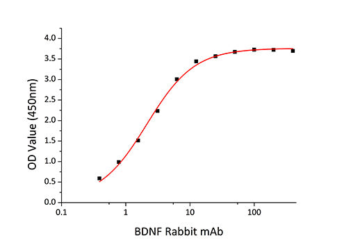 Recombinant Human/Mouse/Rat BDNF Protein