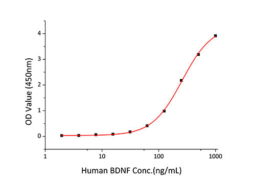 Recombinant Human/Mouse/Rat BDNF Protein