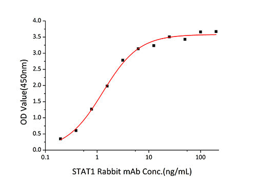Recombinant Human STAT1 Protein