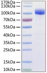 Recombinant Human ACE-2 Protein