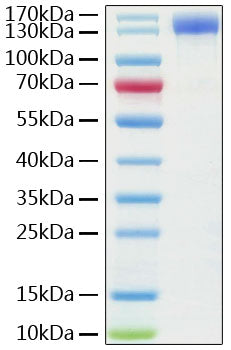 Recombinant Human ACE-2 Protein
