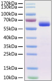 Recombinant Mouse Siglec-15/CD33L3 Protein